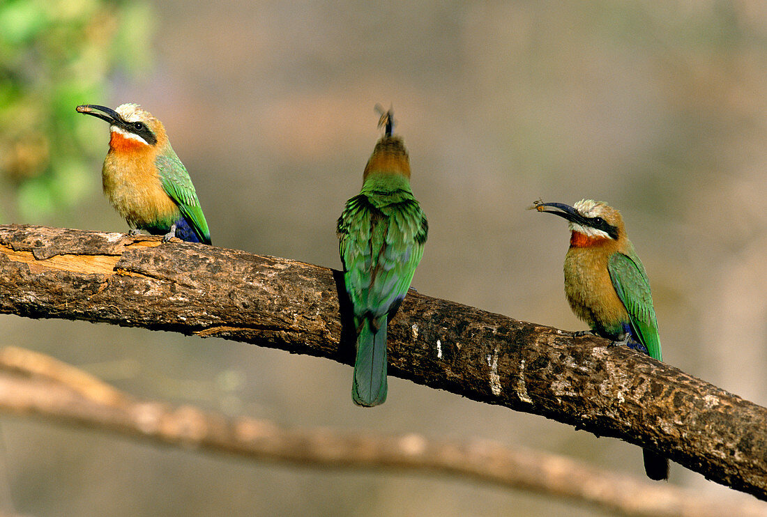 Whitefronted bee-eaters