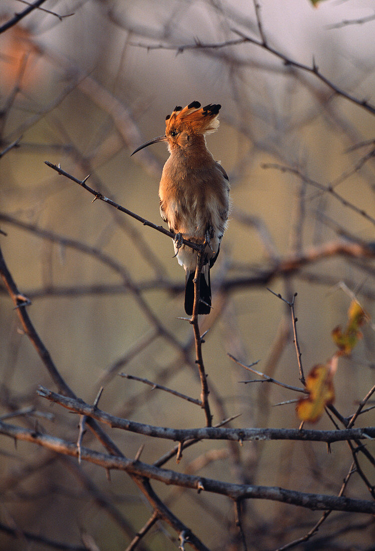 Hoopoe bird