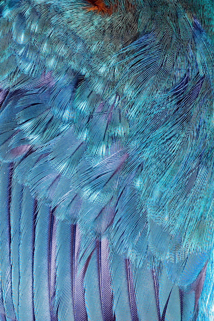 Kingfisher wing feathers