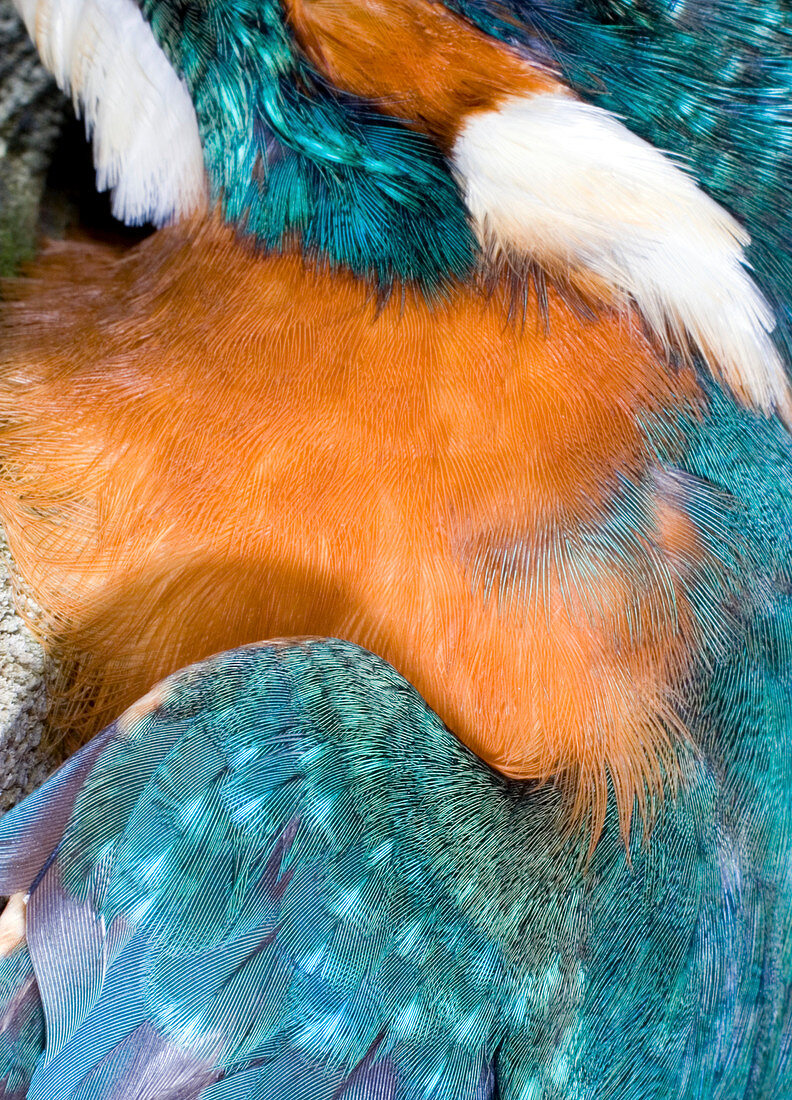 Kingfisher feathers