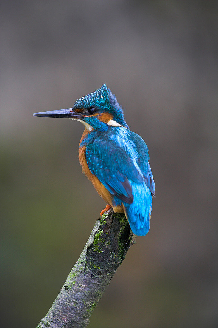 Male kingfisher