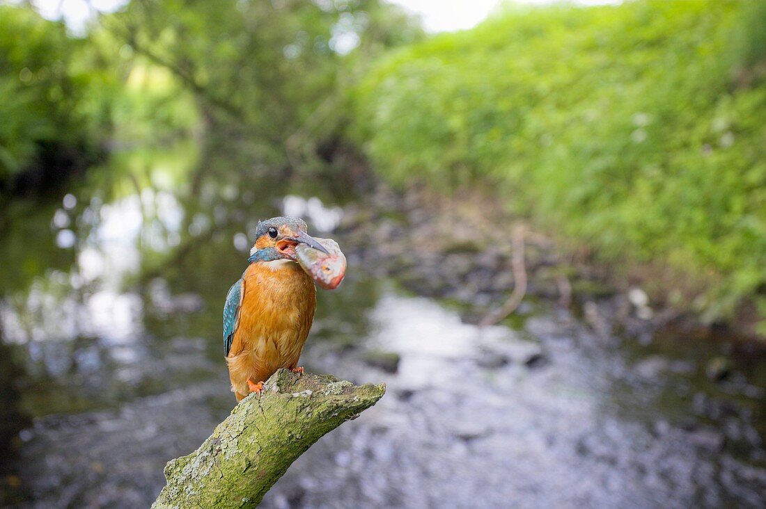 Common Kingfisher feeding on fish