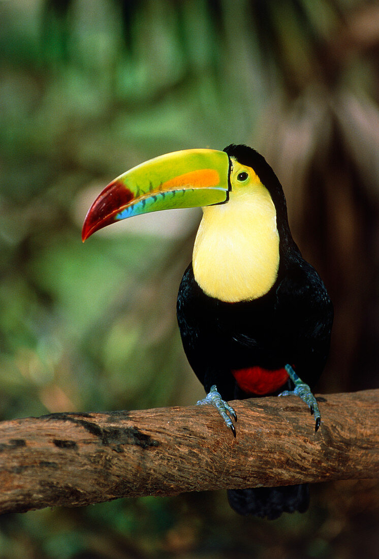 Keel-billed toucan (Ramphastos sulfuratus) in tree