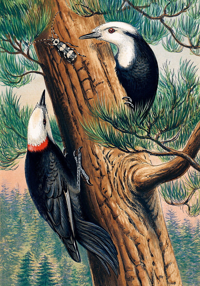 White-headed woodpeckers