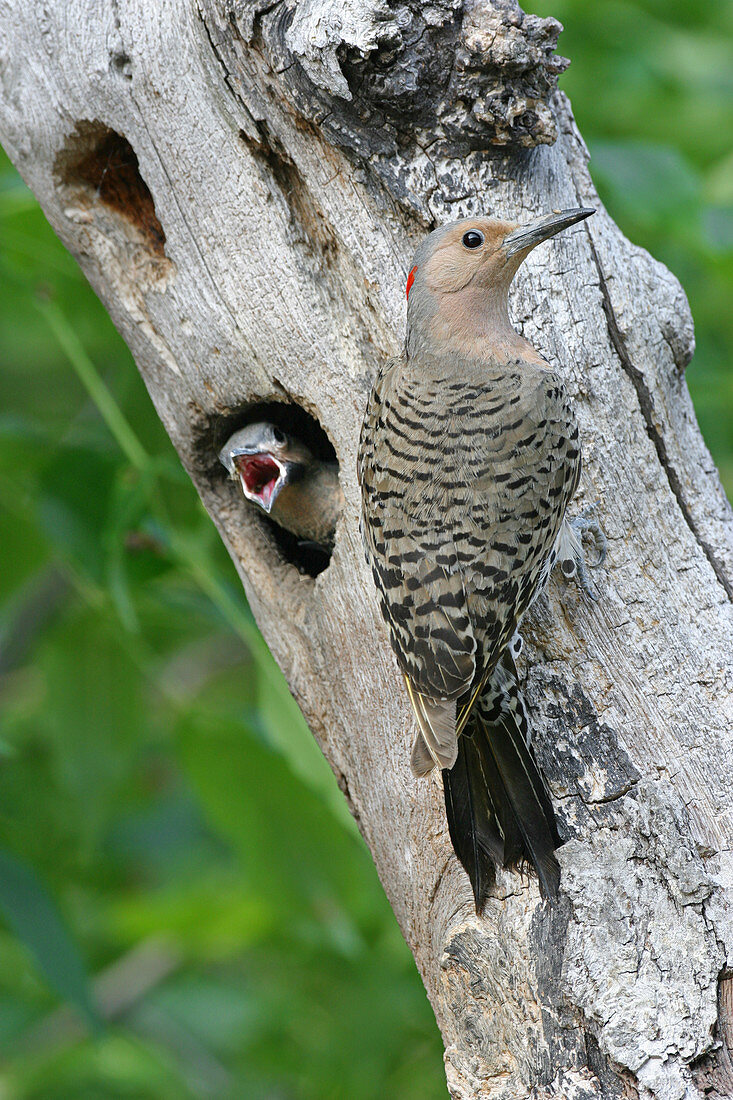 Northern flicker at its nest hole