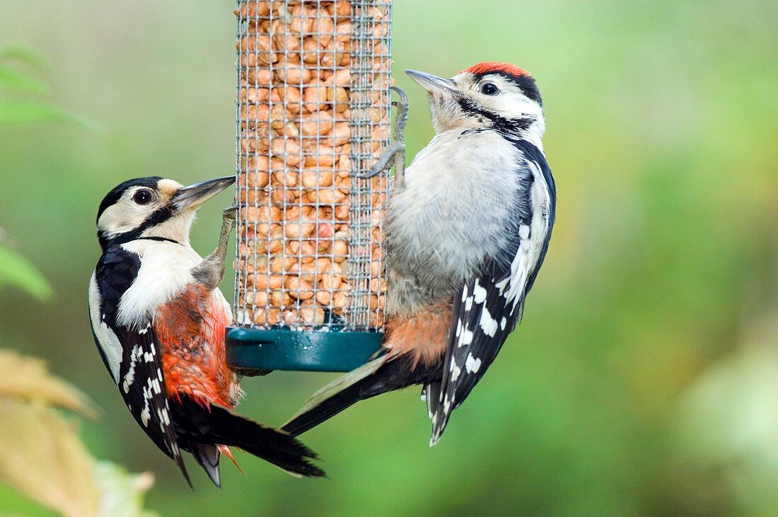 Great spotted woodpeckers feeding
