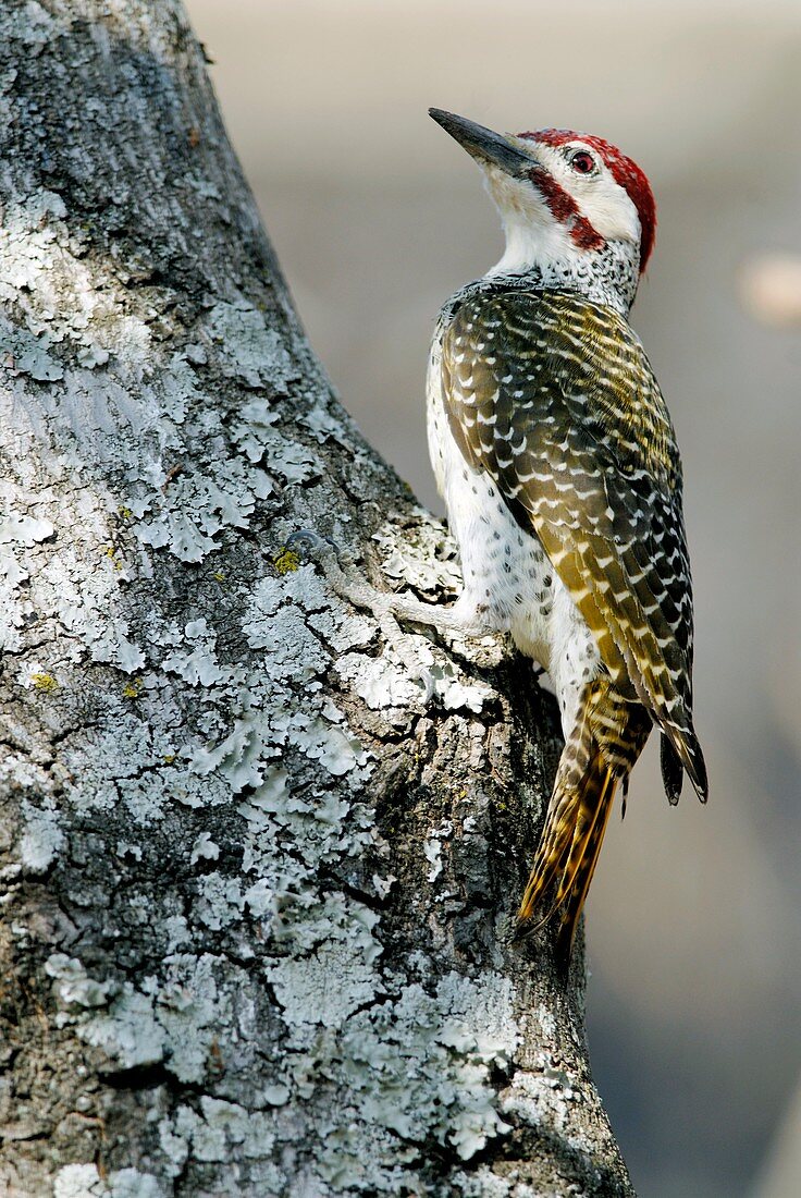 Golden-tailed woodpecker male