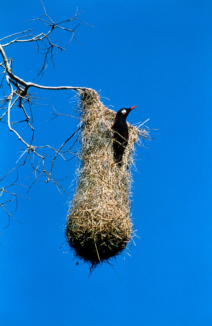 Montezuma oropendola (Gymnostinops sp.) in nest
