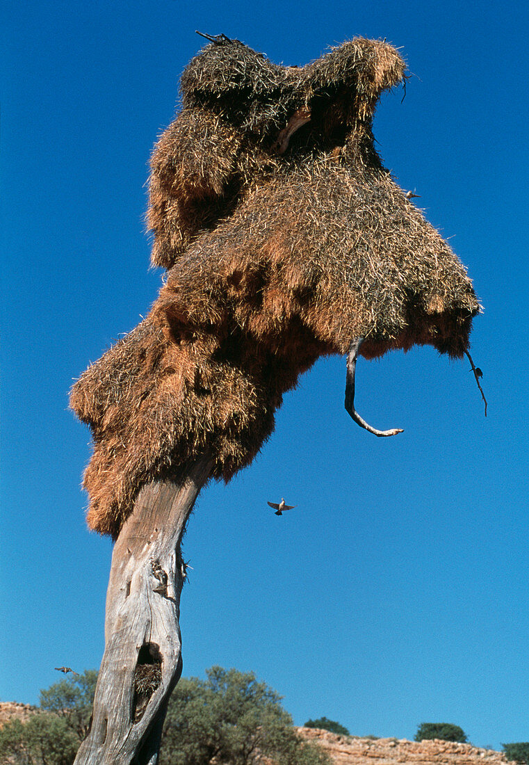 Sociable weaver bird nest