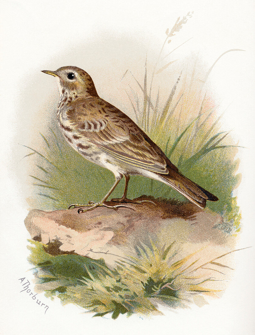 Meadow pipit,historical artwork