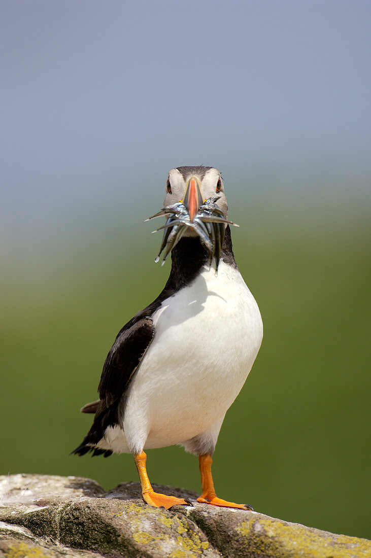 Atlantic puffin