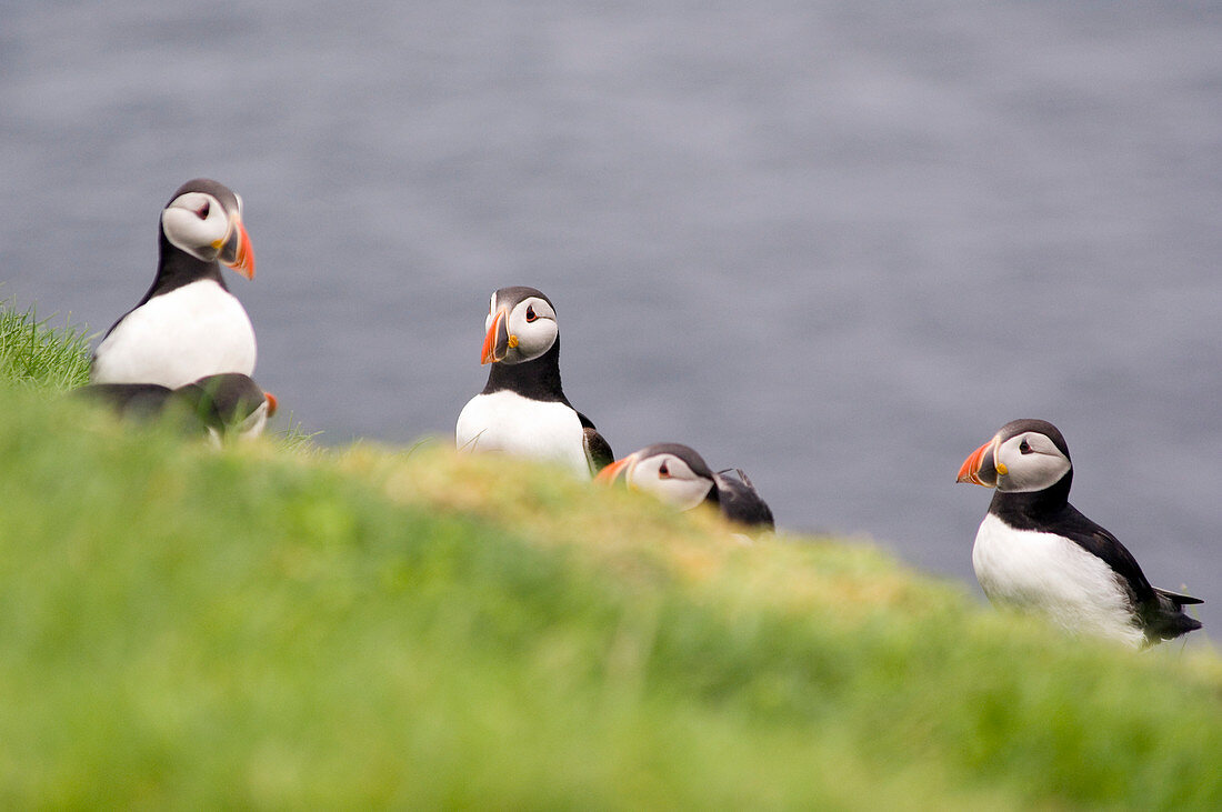 Puffins