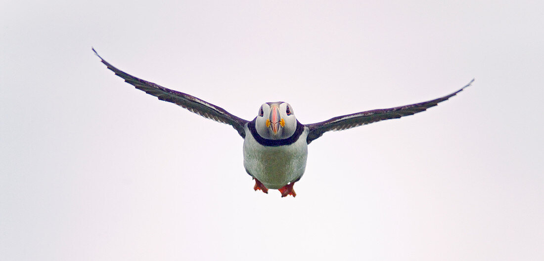 Atlantic puffin in flight