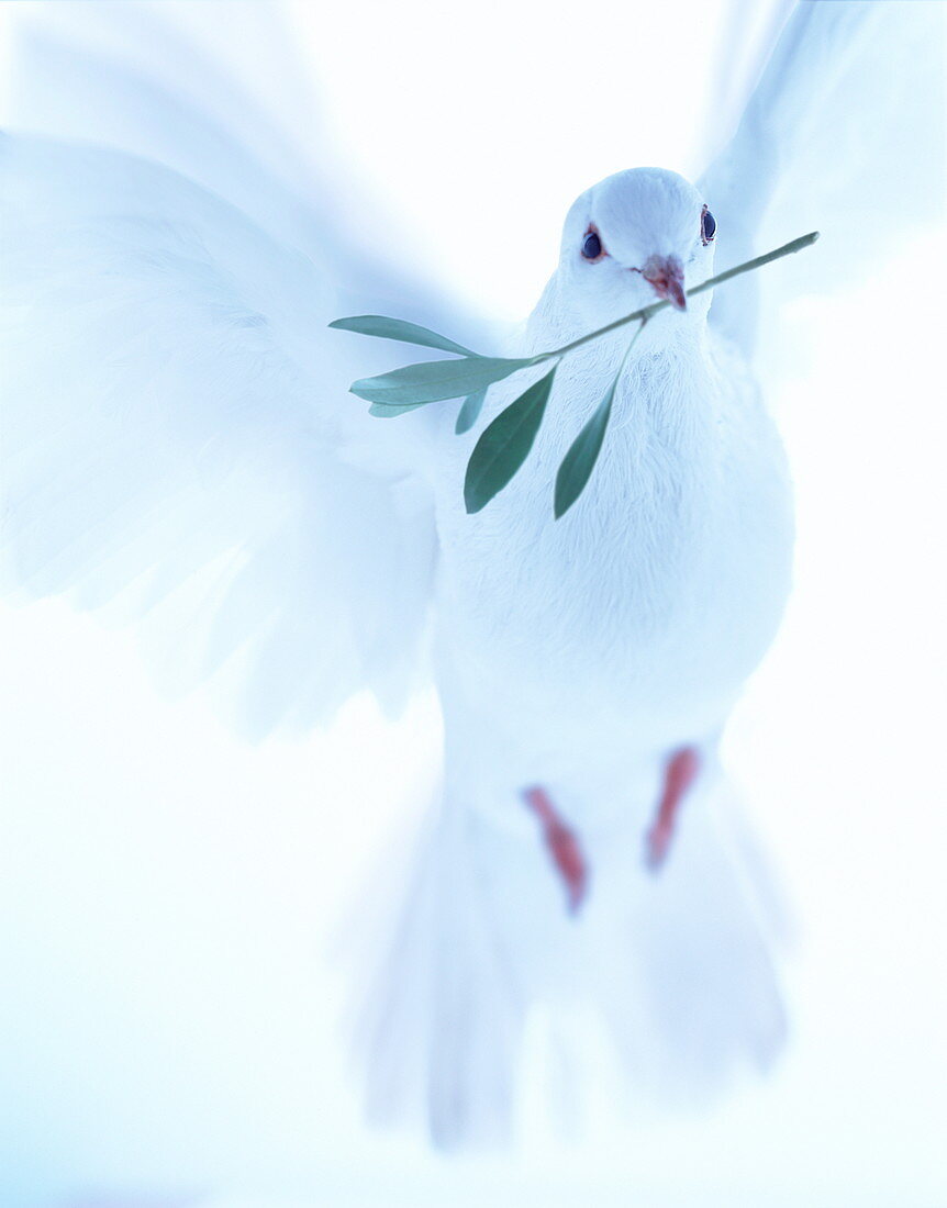 White dove carrying olive branch