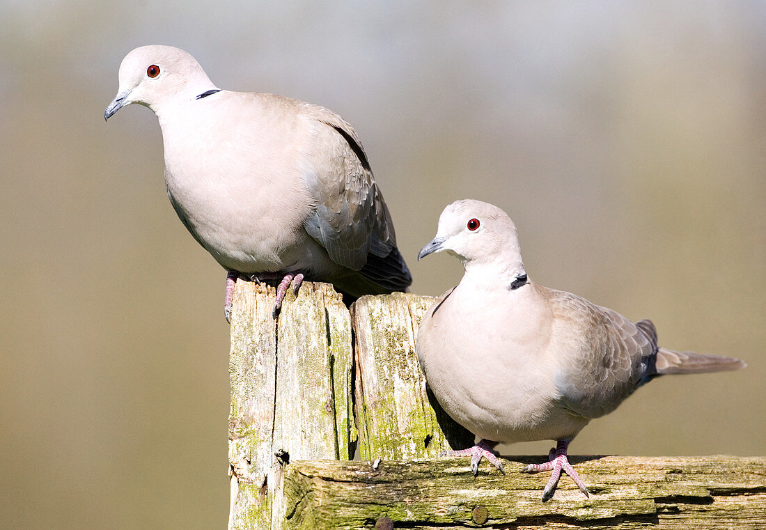 Collared doves
