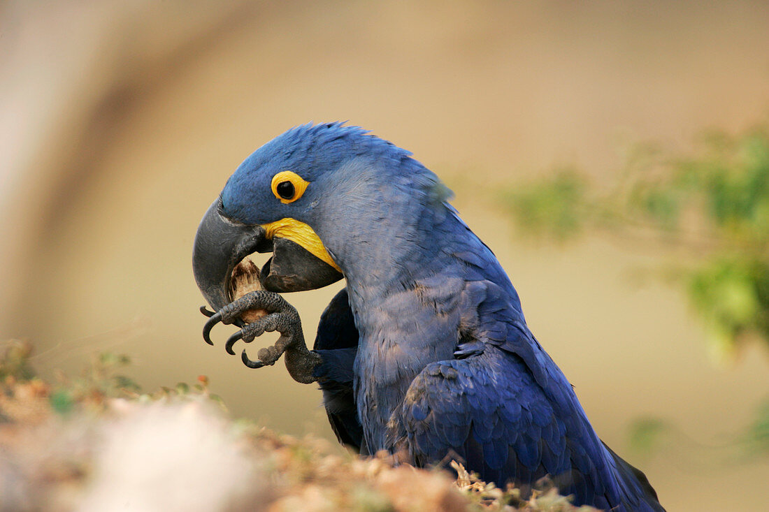 Hyacinth macaw eating a nut