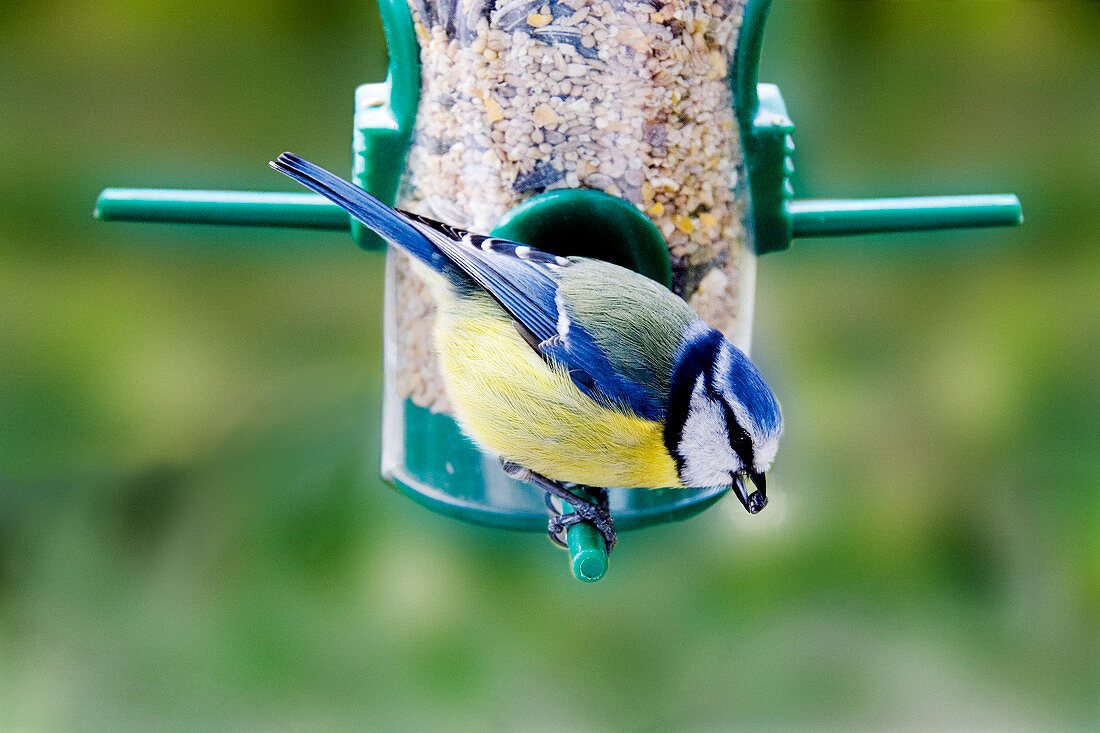 Blue tit on a feeder