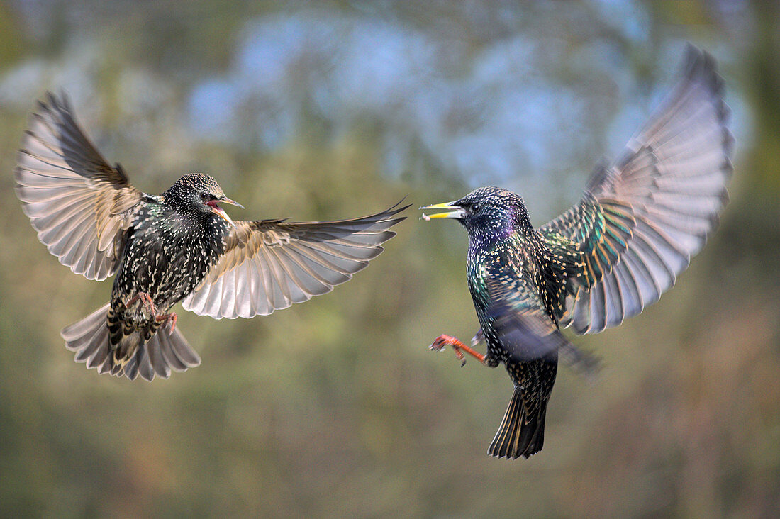 European starlings fighting
