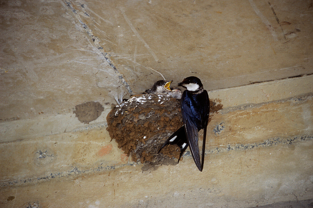 White-throated swallow feeding chicks