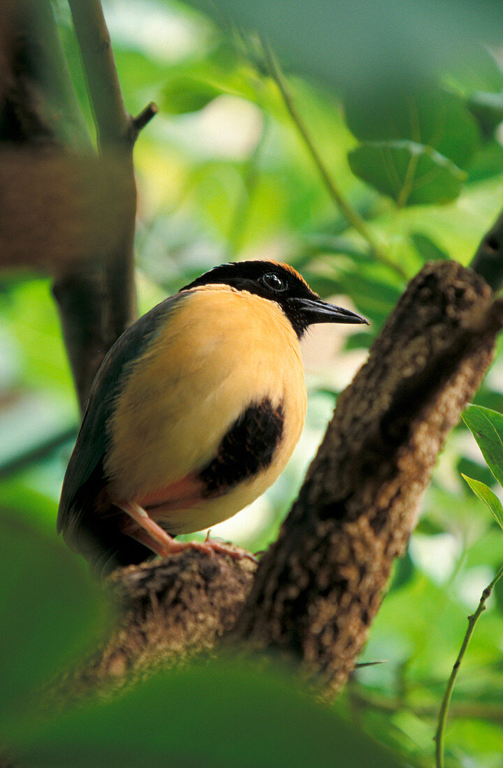 Bar-bellied pitta