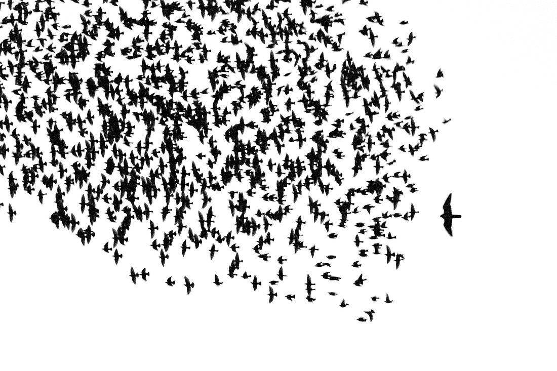 European starling flock