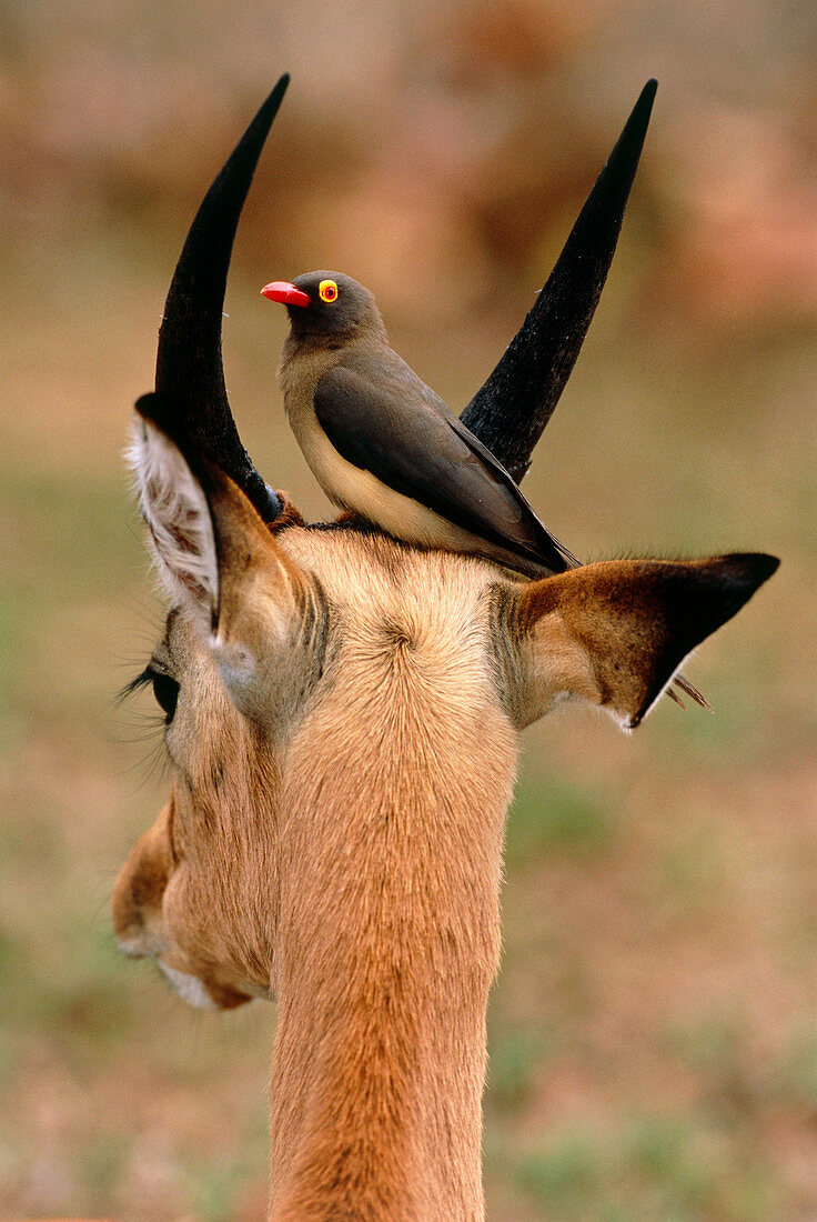 Red-billed oxpecker on an impala
