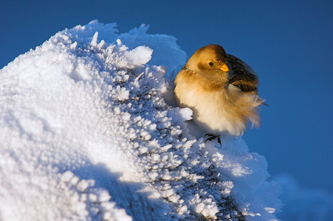 Female snow bunting