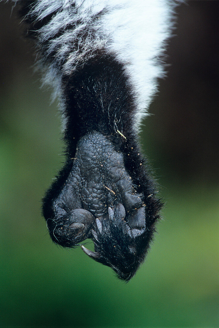 Black ruffed lemur's foot