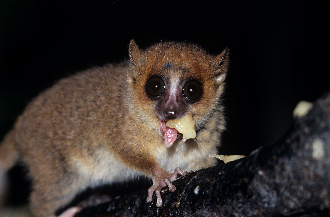 Brown mouse lemur (Microcebus rufus)