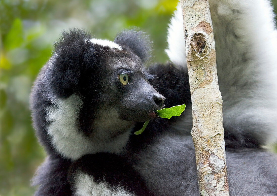 Indri feeding