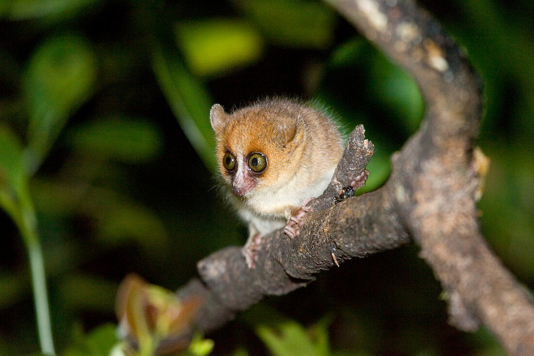 Brown mouse lemur