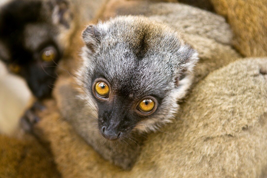 Crowned lemur