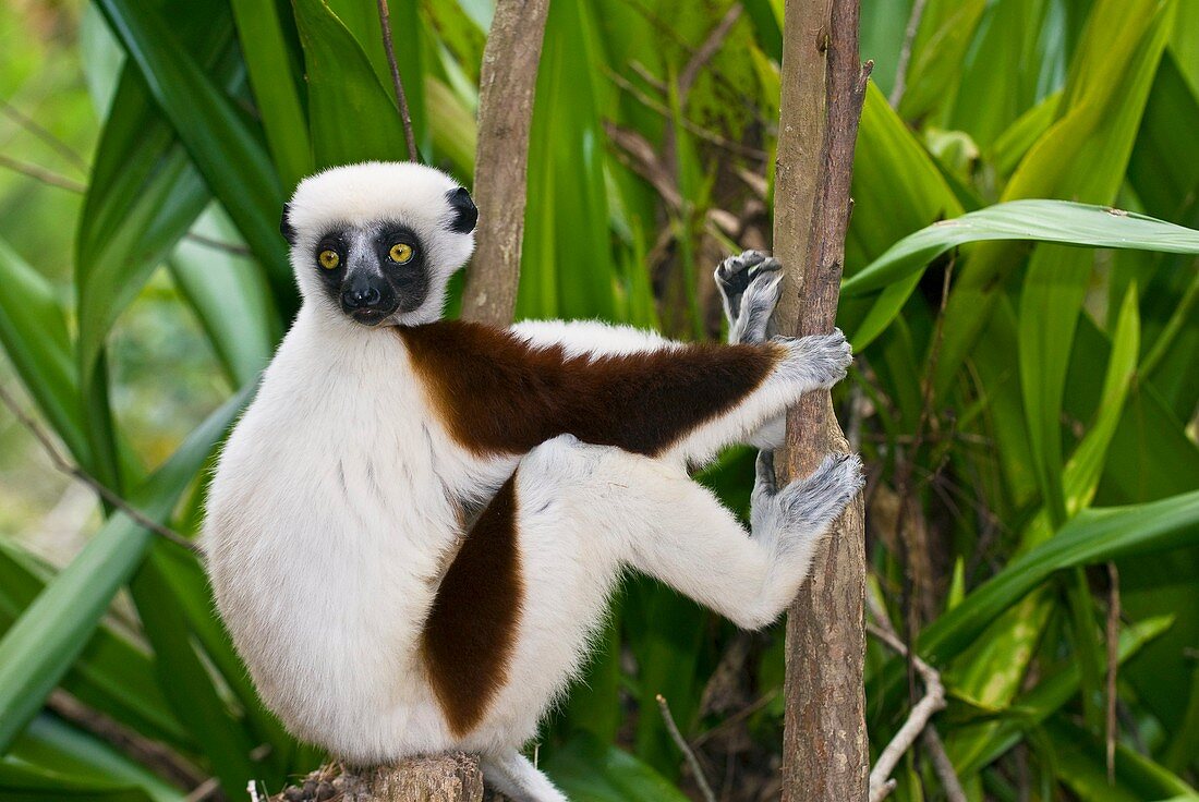 Coquerel's sifaka lemur