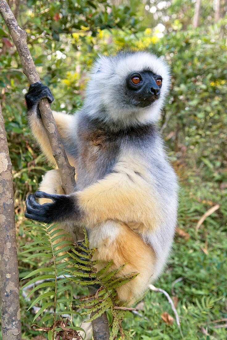Diademed sifaka on a branch