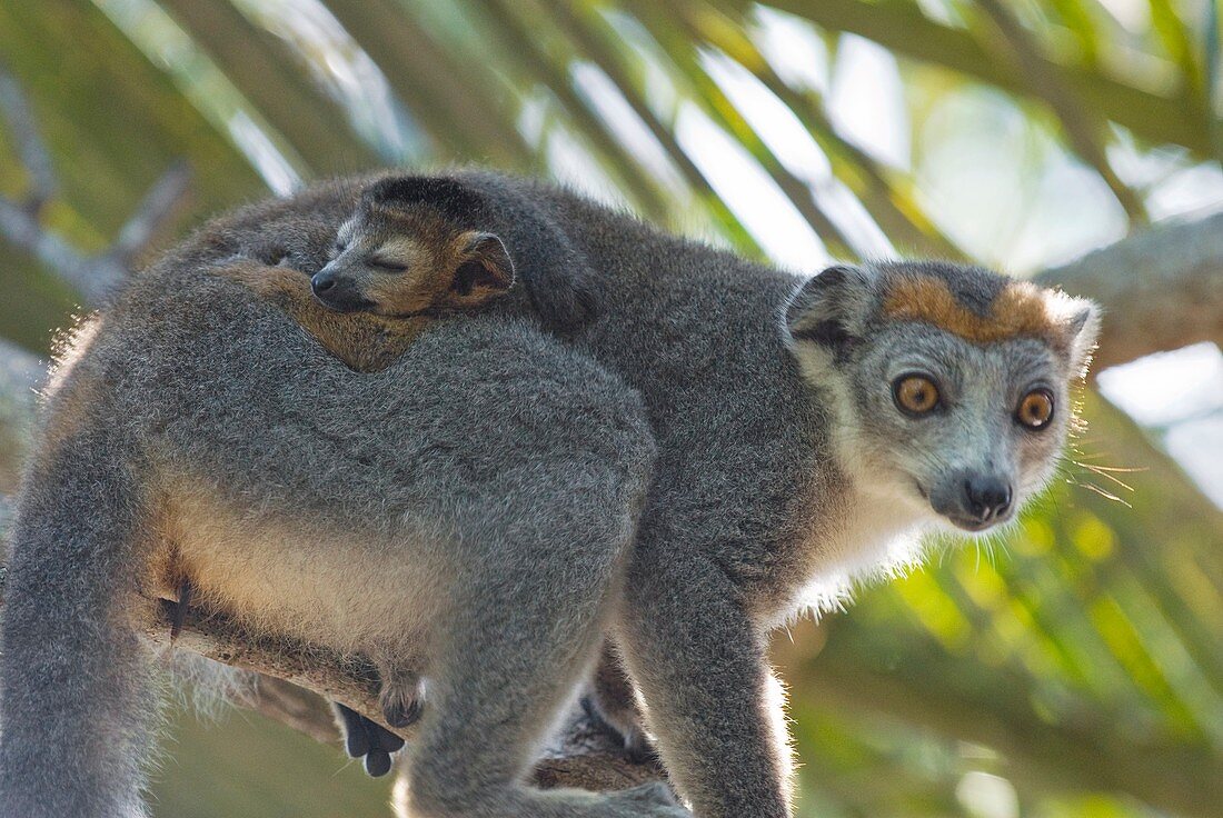 Crowned lemurs