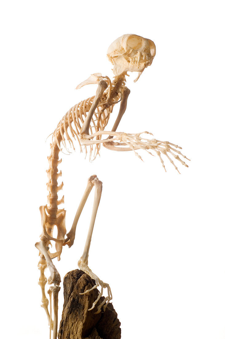 Cotton-headed tamarin skeleton