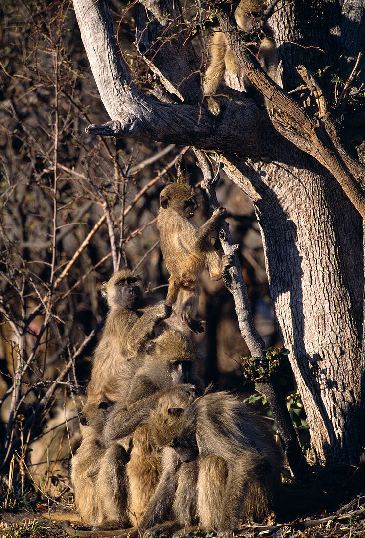 Savanna baboons