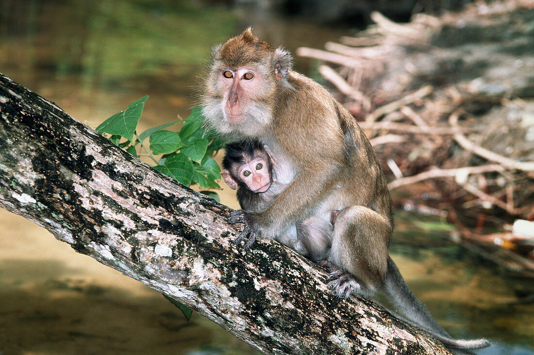 Long-tailed macaque mother and baby