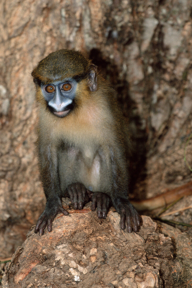 Moustached guenon orphan