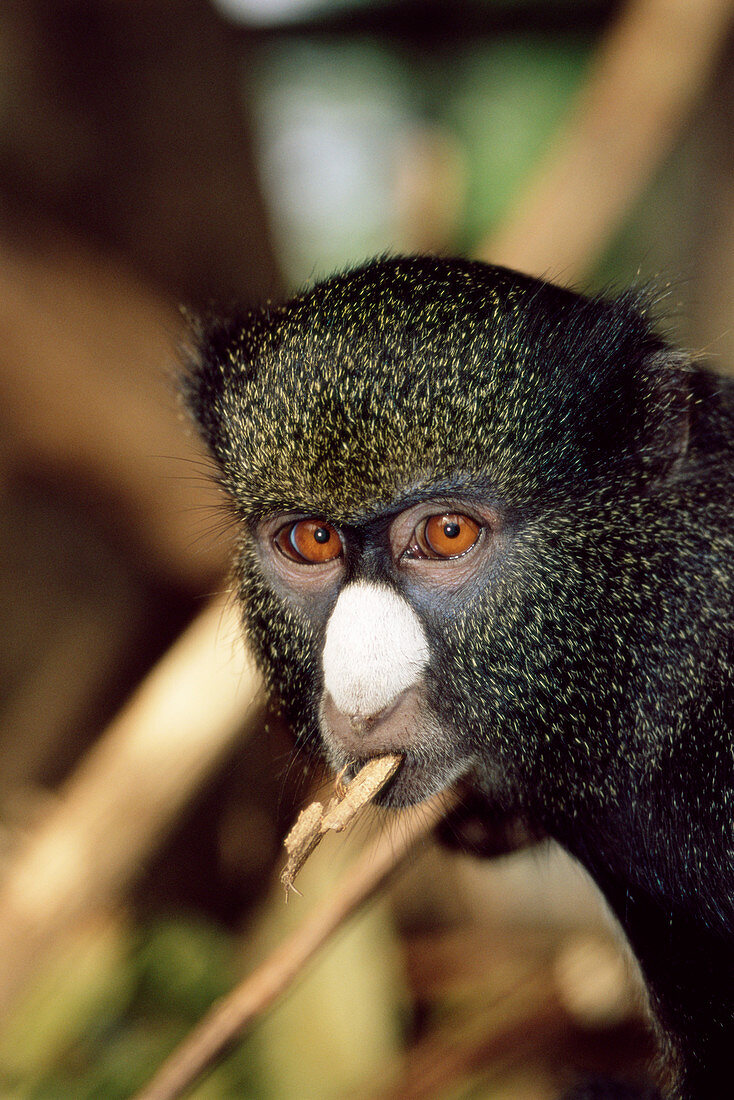 Putty-nosed guenon
