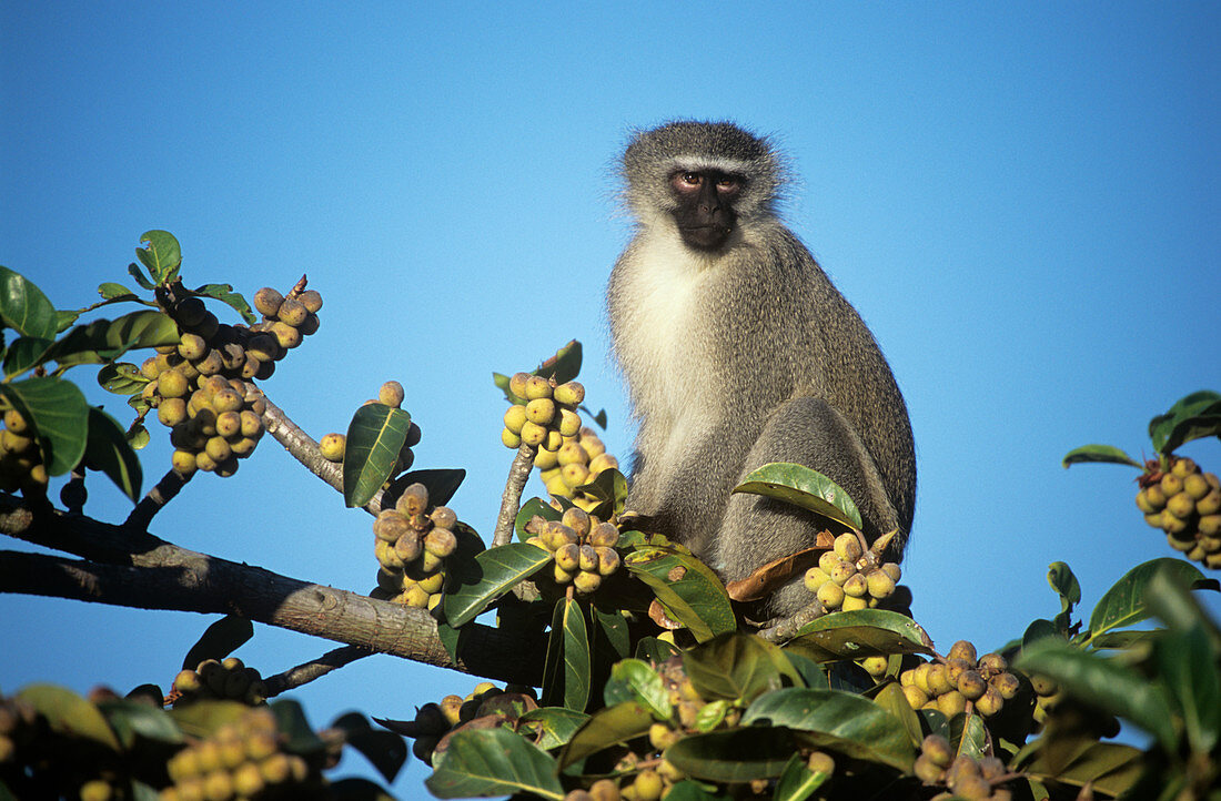 Vervet monkey feeding