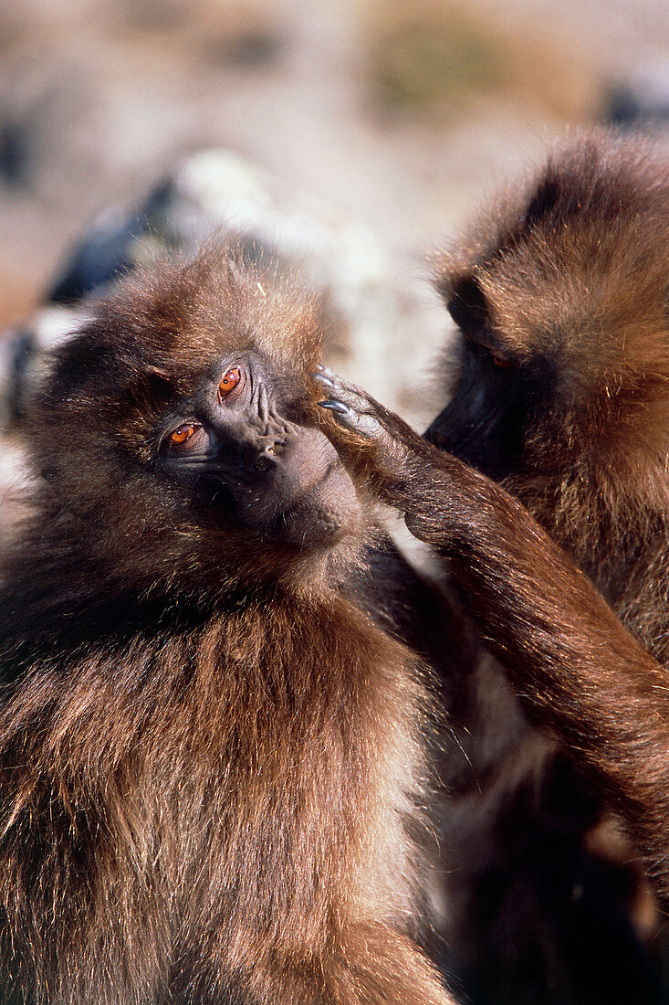 Gelada baboons grooming
