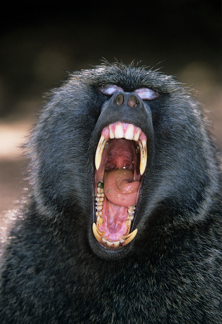 Yawning olive baboon