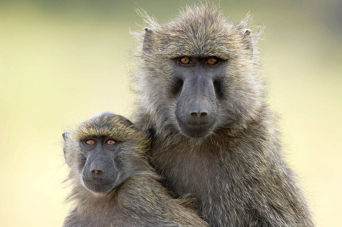 Olive baboons