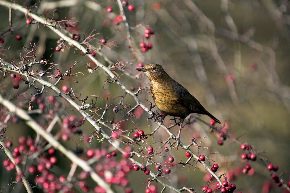 Female blackbird on a hawthorn bush