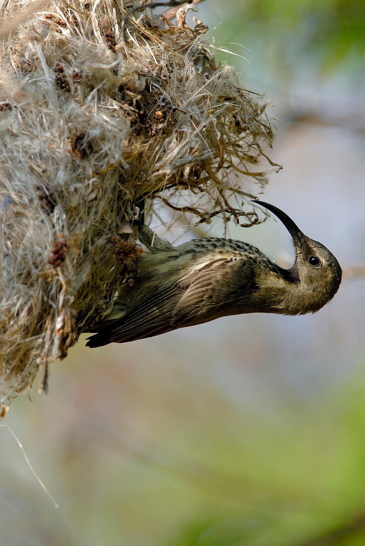 Amethyst sunbird female