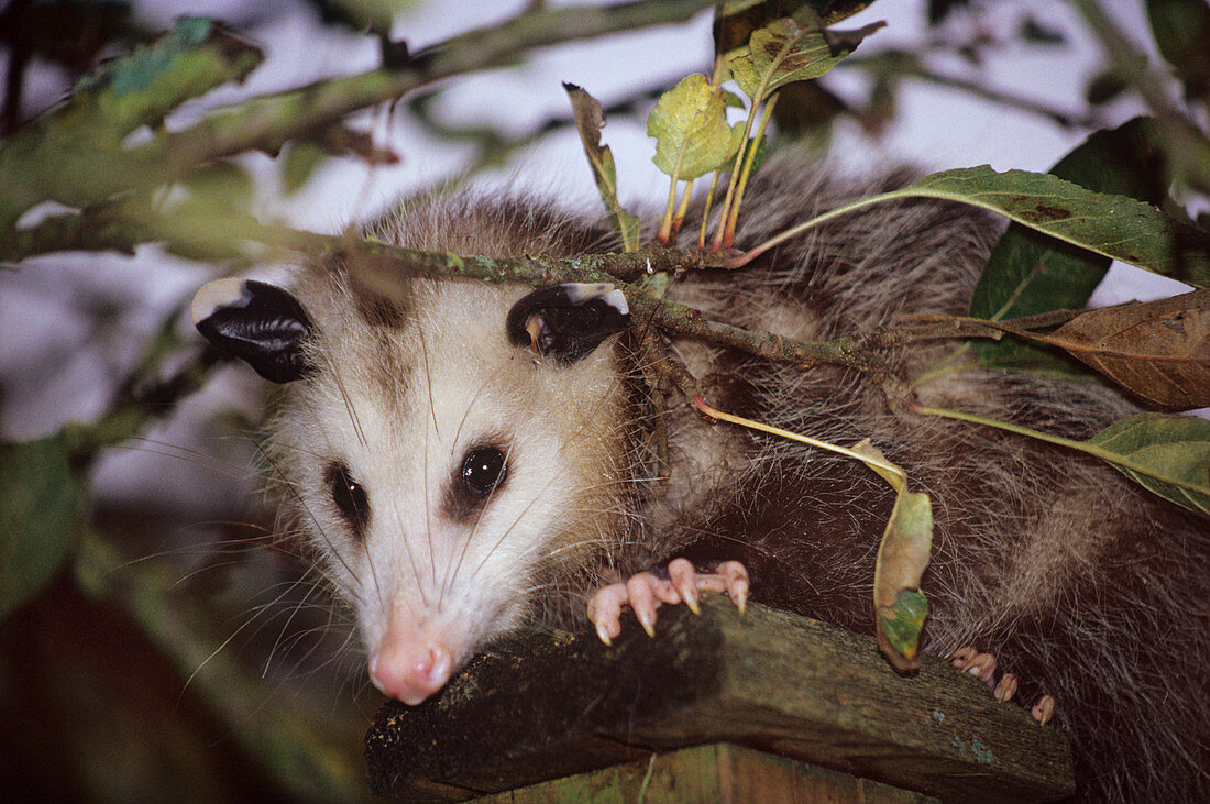Virginia opossum