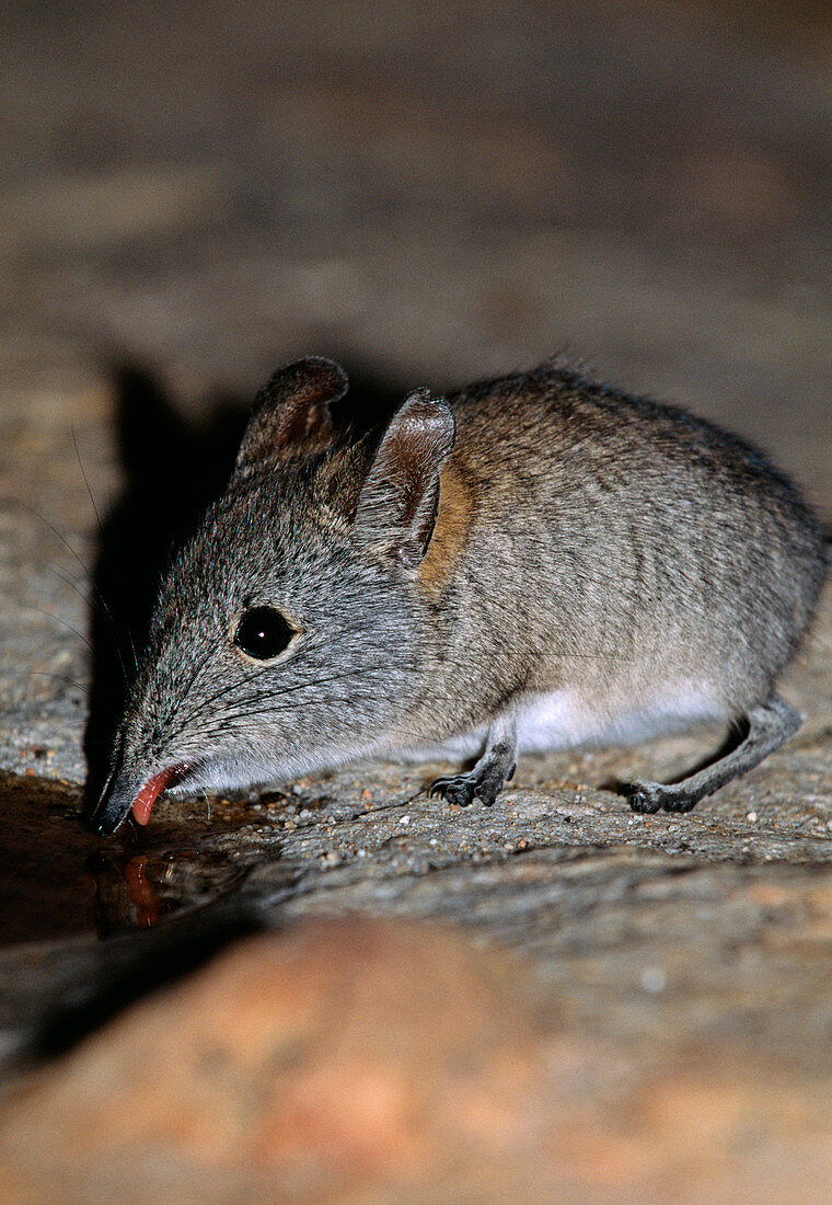 Elephant shrew