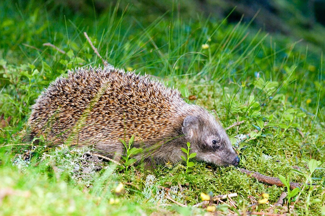 Hedgehog foraging at night