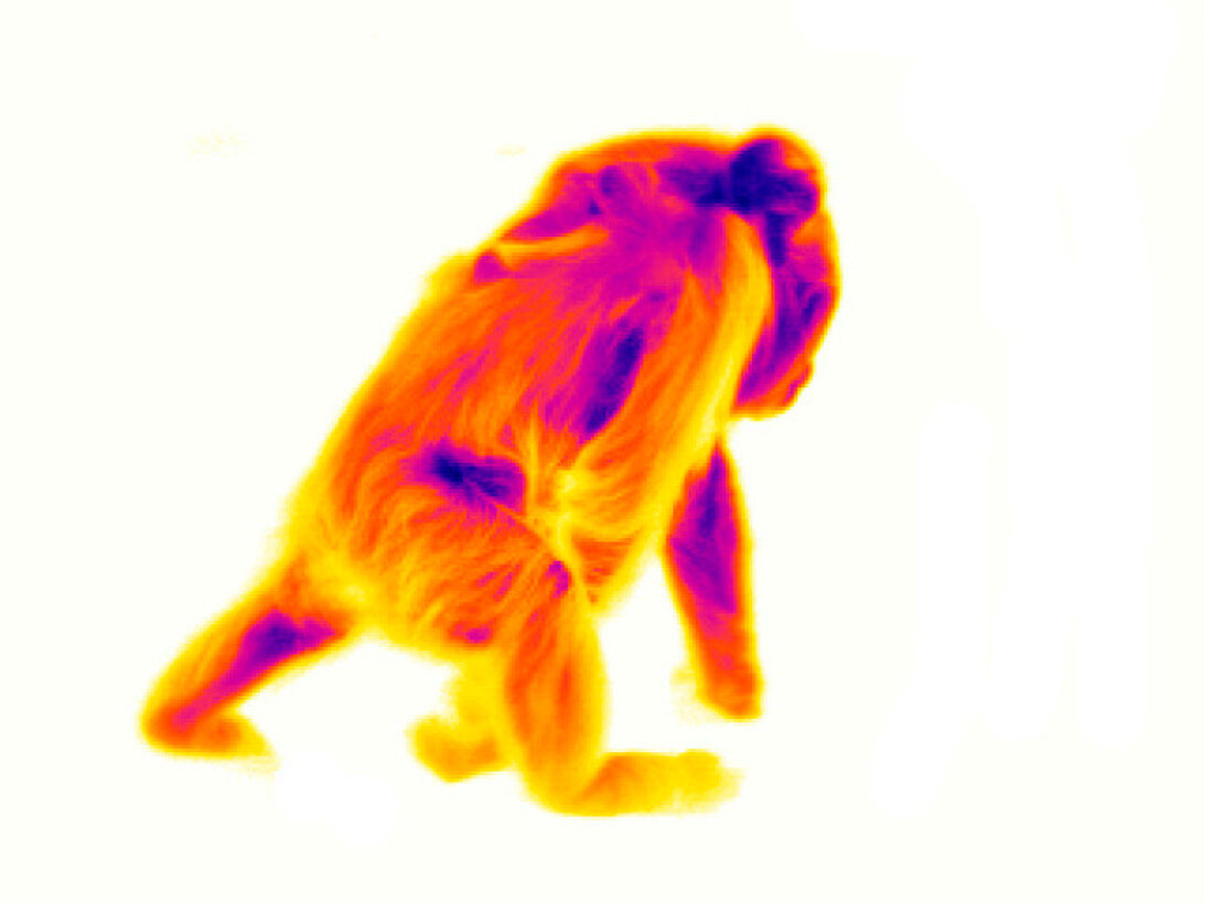 Ape carrying young,thermogram